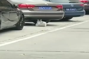 Fitness - Cat