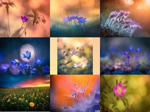 klicke hier, um die Datei herunterzuladen Lauri Lohi - Fleurs - Lauri Lohi - Blumen