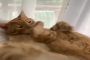Katze - Ich kick mich mal selber