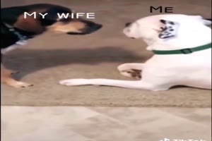 Witzige Hunde