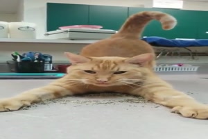 Lustige Katze