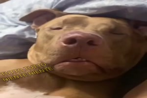Lustig schnarchender Hund