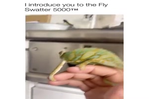 Der beste Fliegenfnger