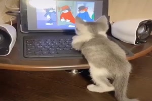 Katze guckt Video