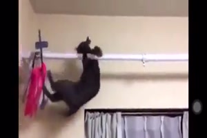 Katze baumelt an Stange