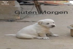 Morgengesprch zwischen Hund und Hahn