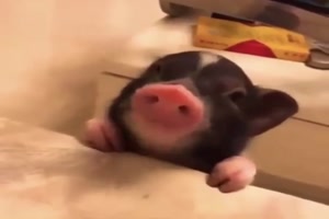 Kleines Schweinchen mit groem Hunger