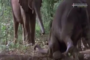 Saufgelage in der Tierwelt