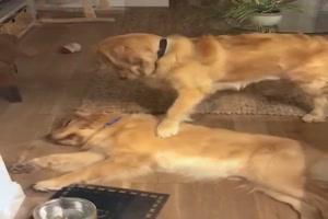 Steh auf Hunde-Kumpel