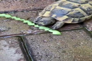 Schildkrte beit sauber ab