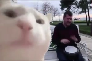 Katze liebt die Musik