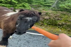 Fuetterung von Ponys in Norwegen