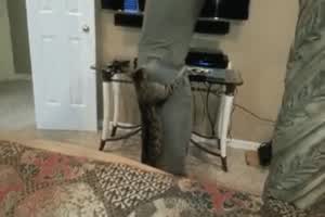 Kleiner Katzenangriff