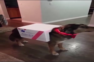 Hund heult wie ein Krankenwagen