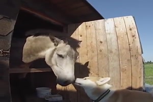 Tiere sind lustig