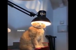 lustige Szenen von Katzen