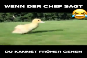 Wenn der Chef sagt du kannst frher gehen