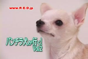 doggy cam