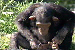 monkeypee