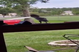 Lustiger kleiner Vogel