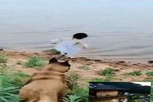 der Hund als Beschtzer