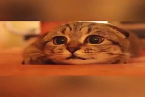 ber Katzen kann man sich oft amsieren
