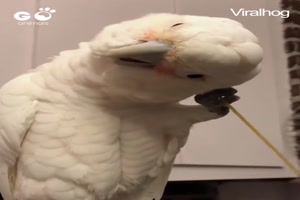 Manchmal hilft nur ein Spagetti