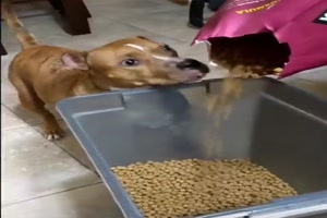 Der Hund sitzt an der Quelle