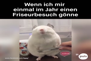  Ein Frisrbesuch...