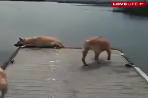 Hunde Hoppala's