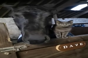 Katze und Pferd mgen sich