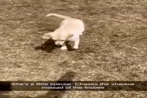 Sie jagd den Schatten und nicht die Frisbee