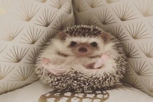 Niedlicher Igel