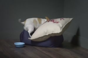 Hund bereitet sich auf Weihnachten vor