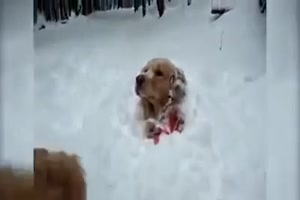 Tiere im Schnee