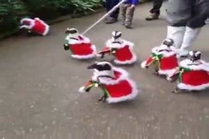 Weihnachtspinguine