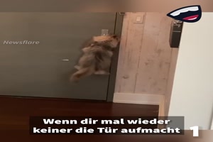 Katzen sind lustig