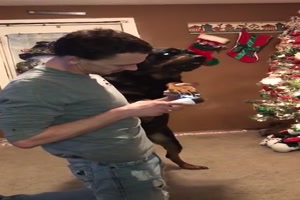 Das gefllt dem Hund gar nicht