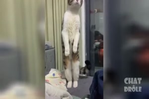 se Katzen