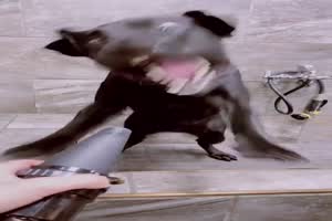 Wilder Labrador