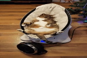 Der Katze gefllt das Geschenk