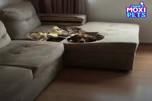 Schuldige Hunde