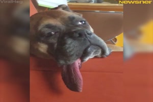 Ganz arg mde Tiere