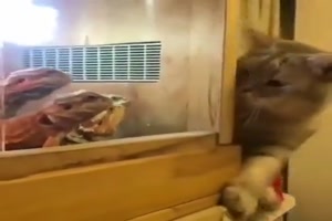 Neugierige Katze