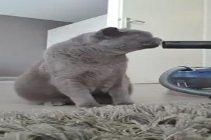 Katze liebt den Staubsauger