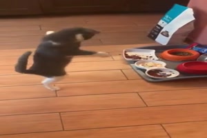 Katzentanz vor Futternapf