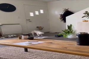 Ein aggressives Hndchen