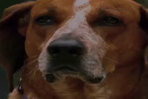 Hundfreund