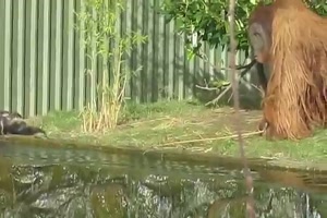 Orang Utan hat viel zu tun