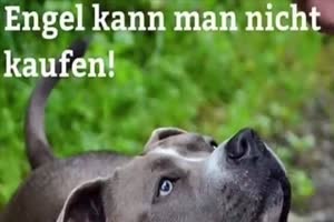 Hund 1